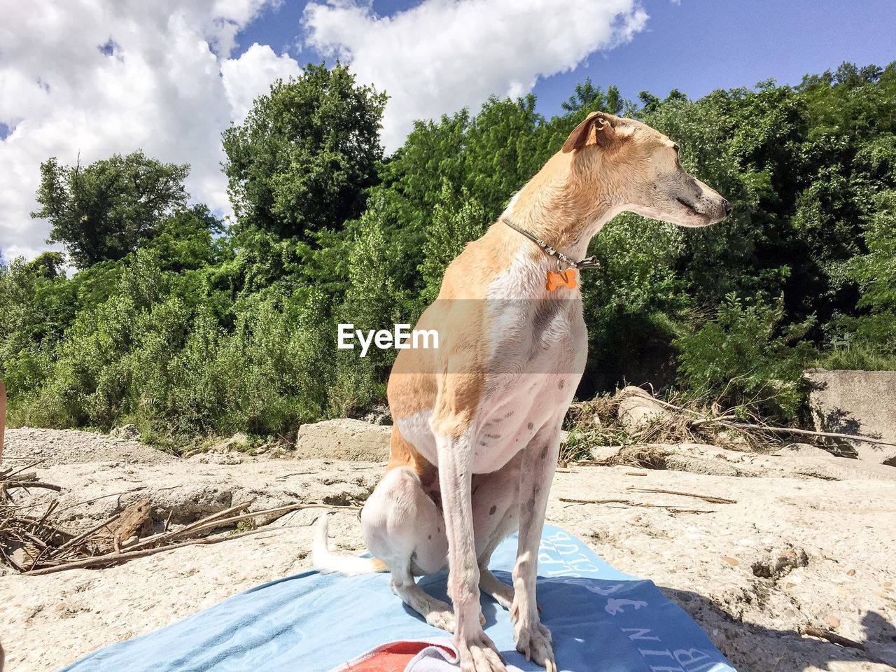 Dog at beach against trees