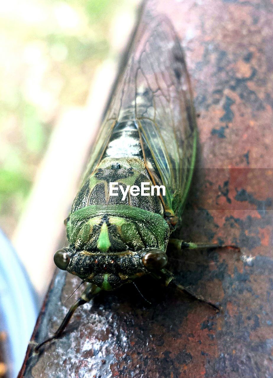 CLOSE-UP OF INSECT ON LEAF