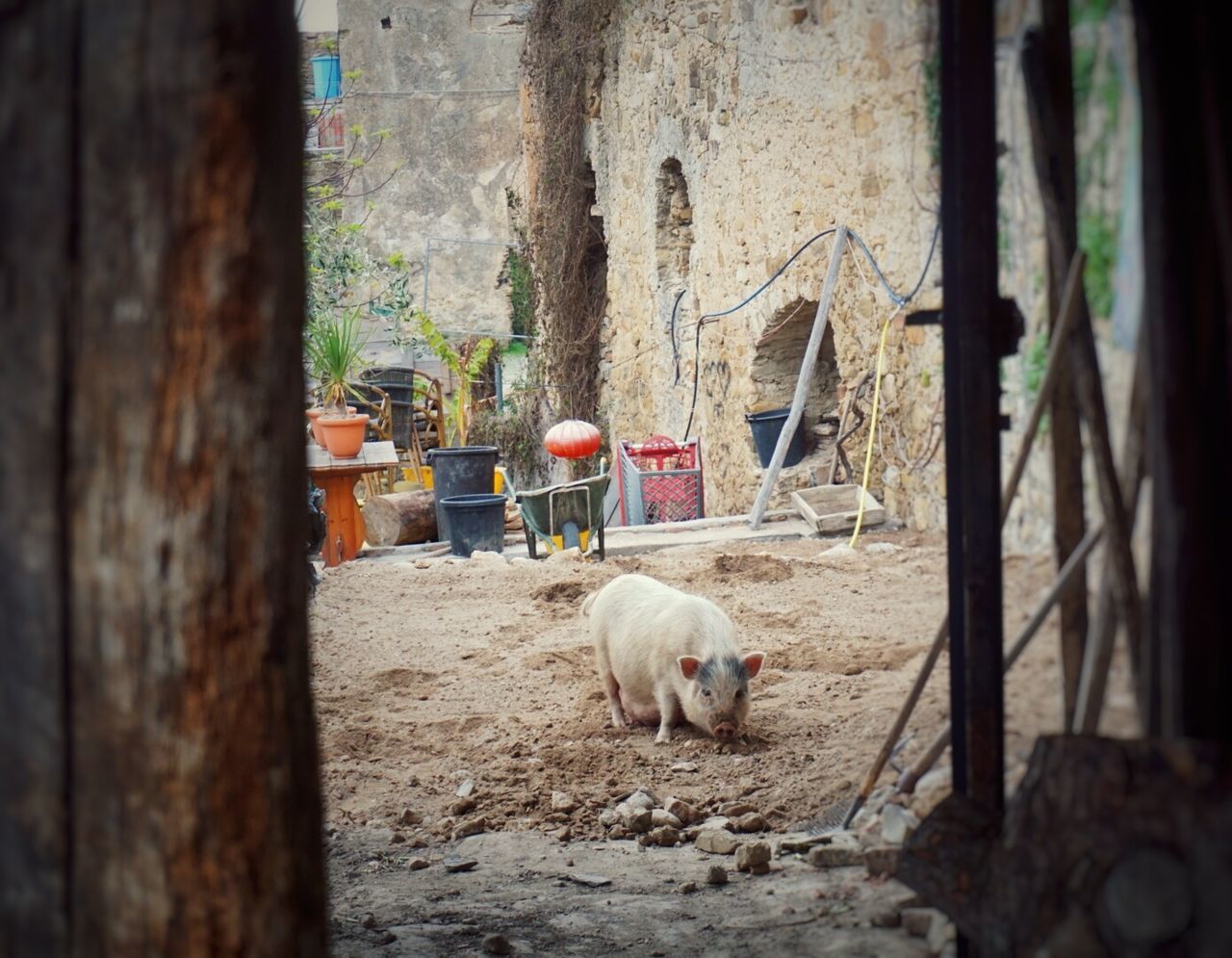 Pig walking on field