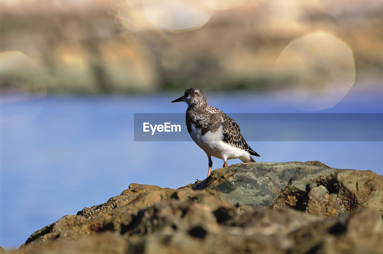 close-up of seagull perching on rock