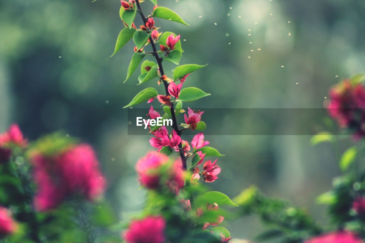 Close-up of pink flowering plant