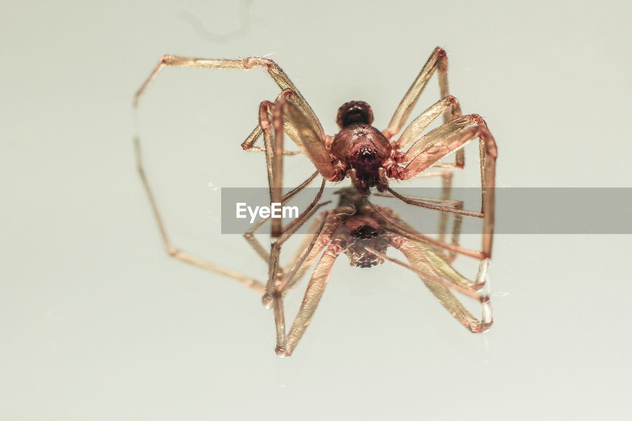 Reflection of spider on mirror