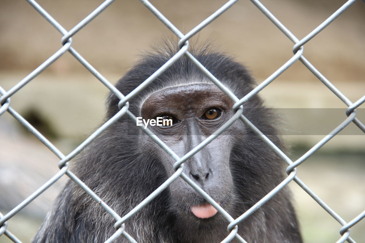 CLOSE-UP OF MONKEY IN CHAINLINK FENCE