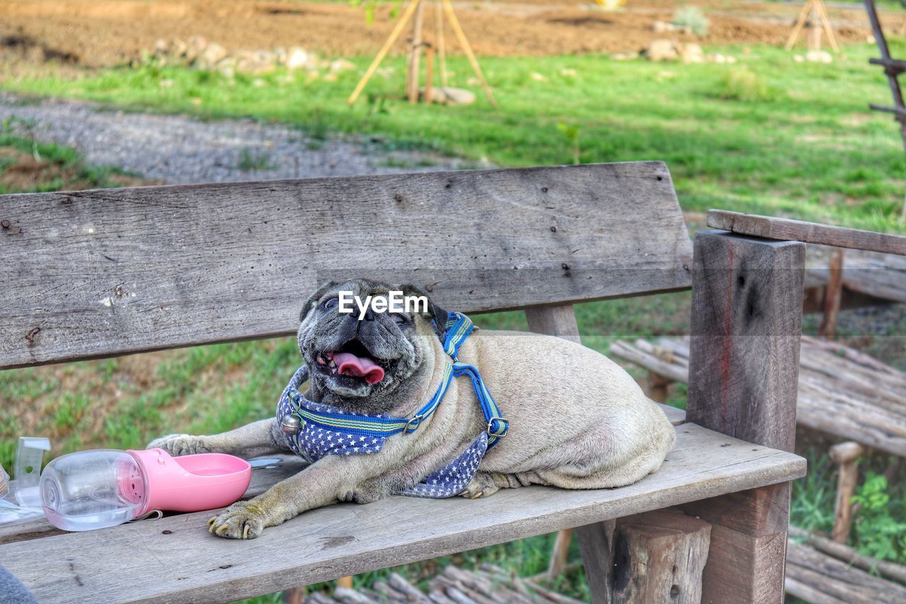 Dog sitting on bench in park