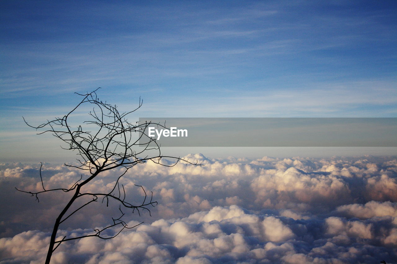 Low angle view of bare tree against sky