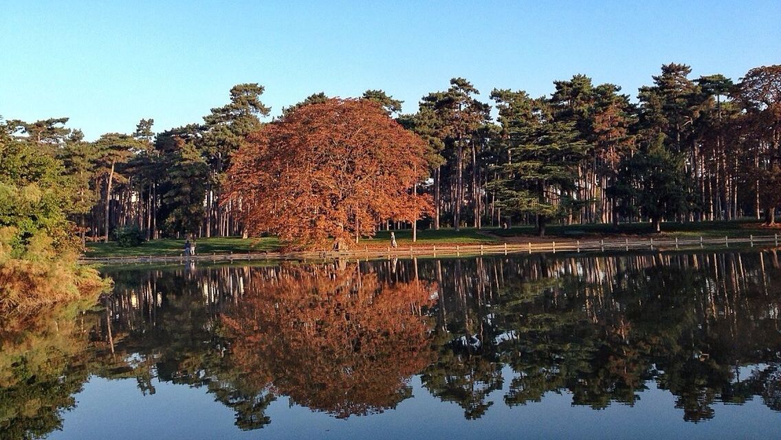 SCENIC VIEW OF CALM LAKE AGAINST CLEAR SKY