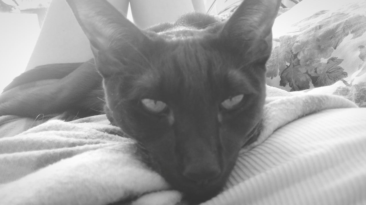 Close-up portrait of cat relaxing on bed