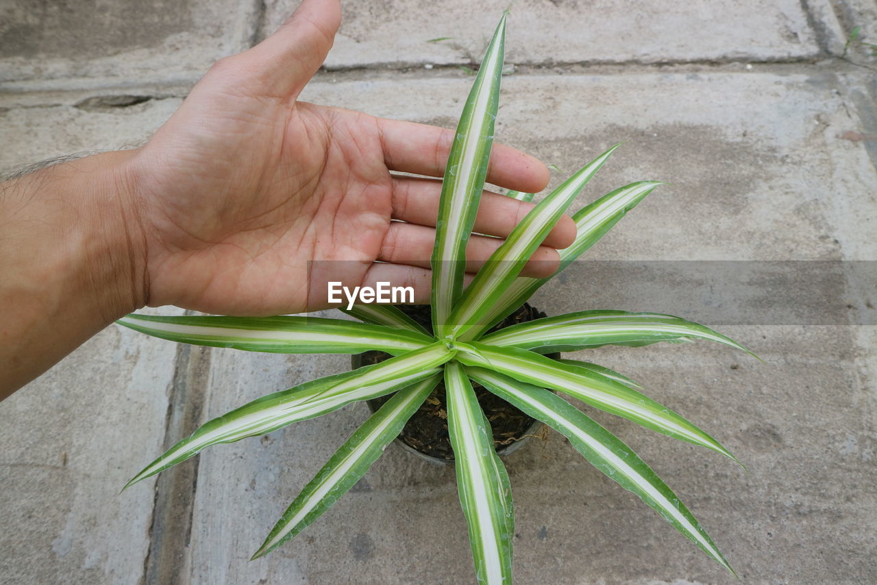 CROPPED HAND HOLDING PLANT