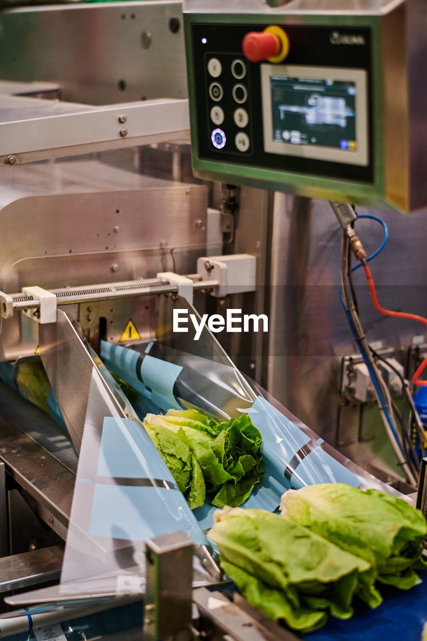 Fresh green cabbage placed on belt of contemporary packing machine at agricultural factory