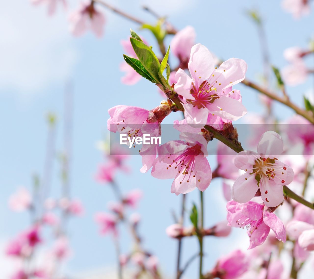 Close-up of pink cherry blossoms in spring