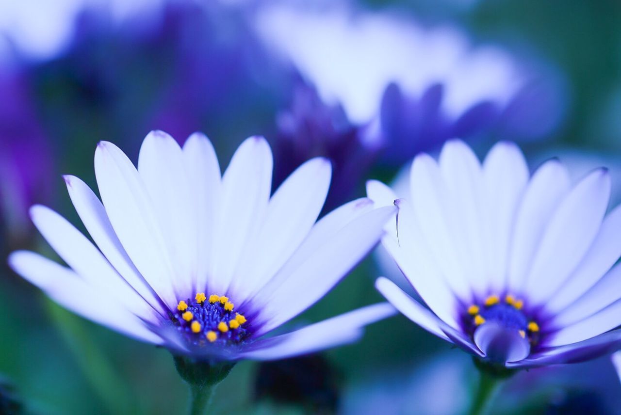 CLOSE-UP OF PURPLE FLOWERS BLOOMING