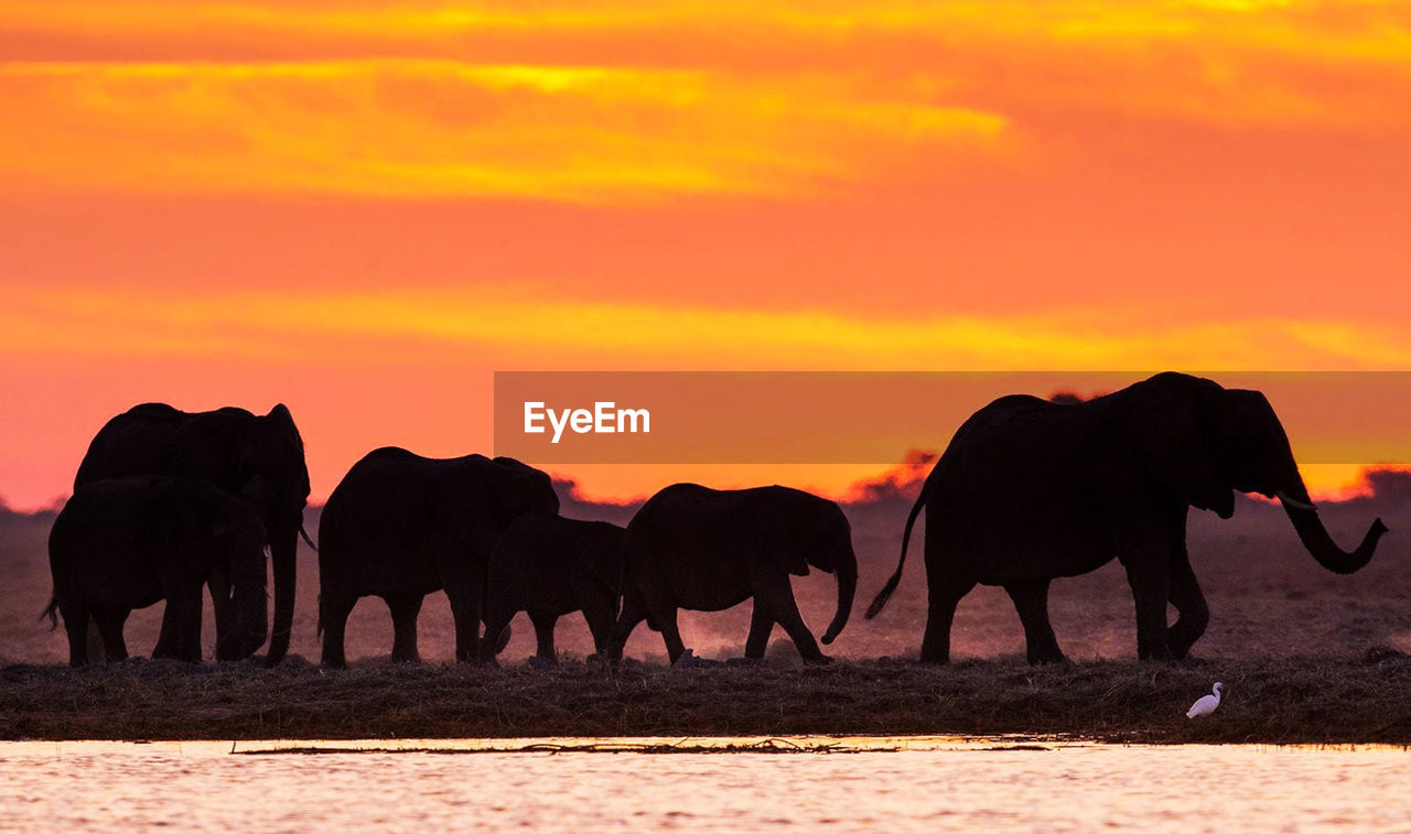 Elephants drinking water