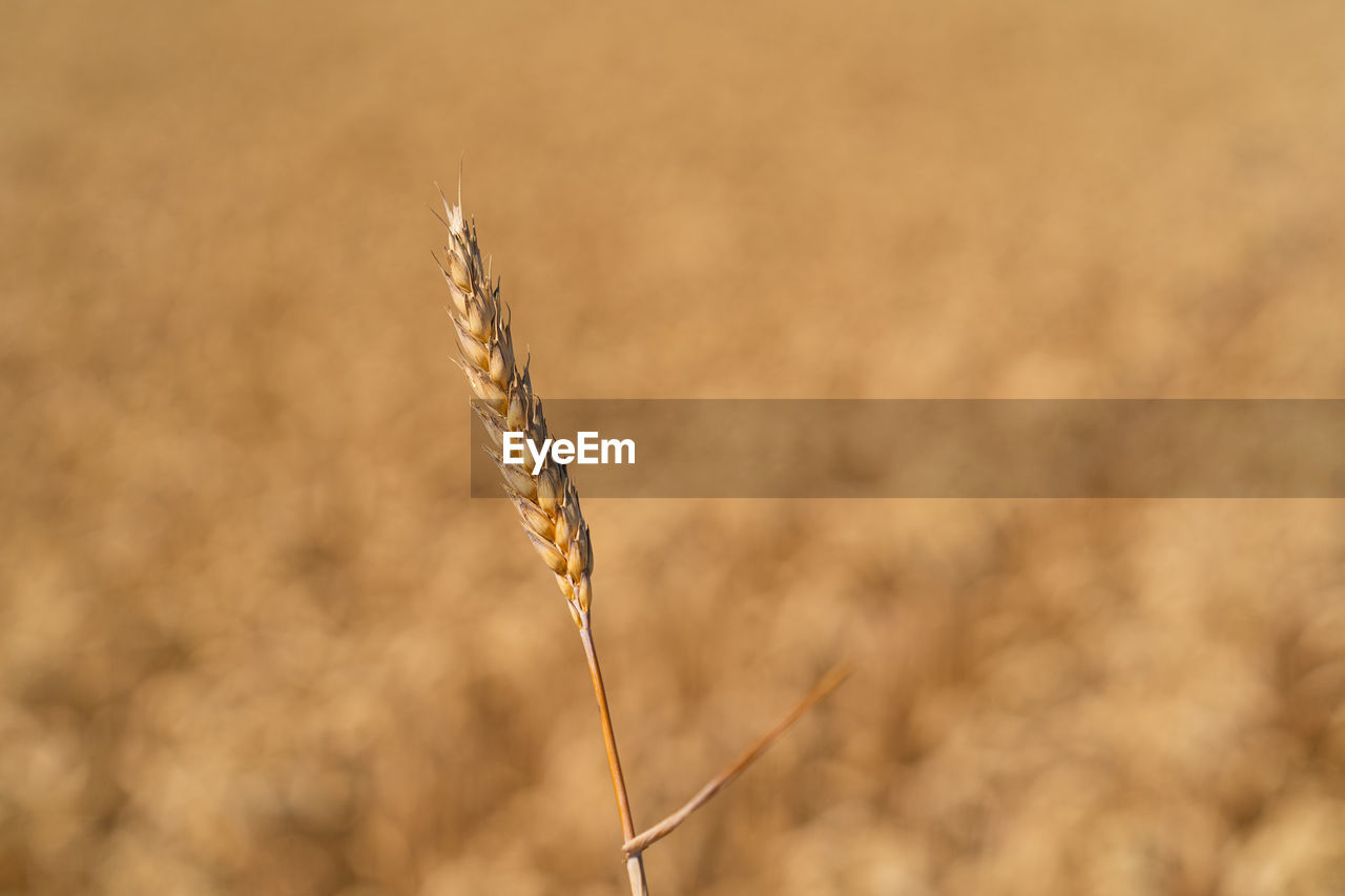 Golden ripe ears of wheat. wheat field. ears of golden wheat close up.