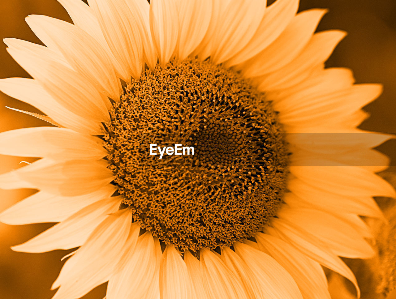 Sunflower in orange tones