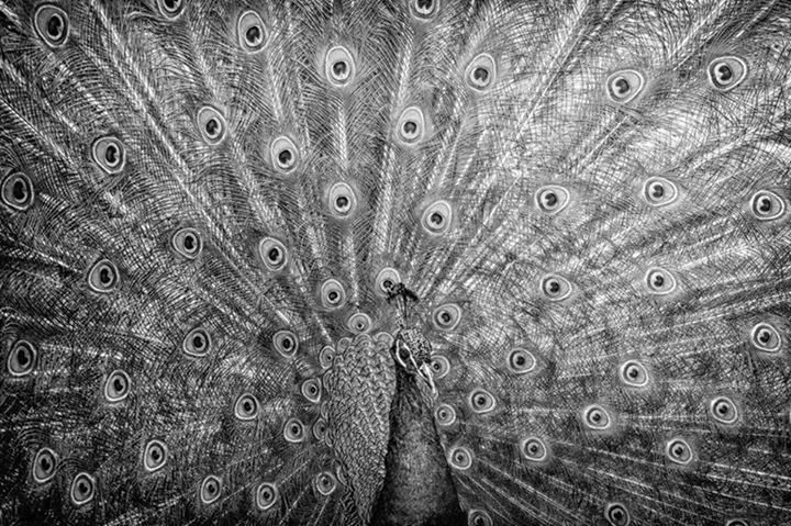 CLOSE-UP OF PEACOCK FEATHERS