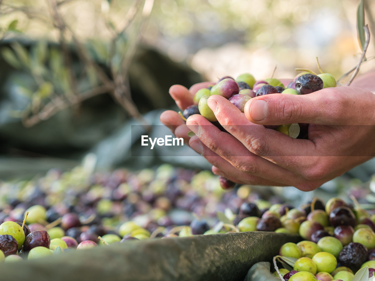 Cropped hands of man holding olives over tarpaulin
