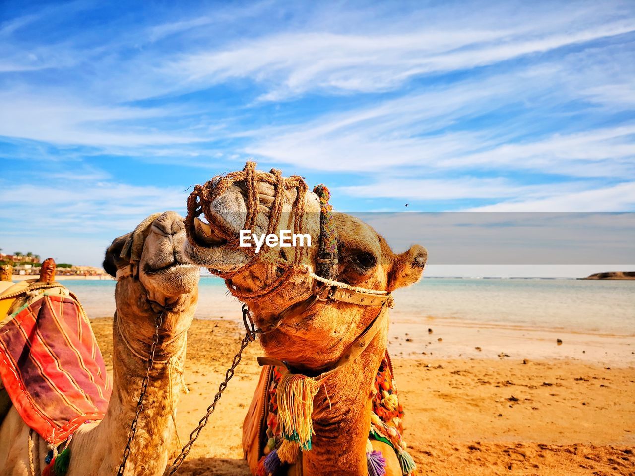 PANORAMIC VIEW OF ANIMAL ON BEACH