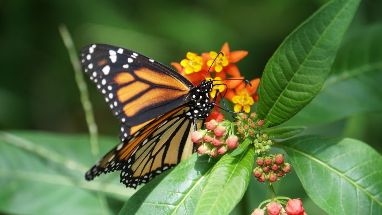 BUTTERFLY ON FLOWER