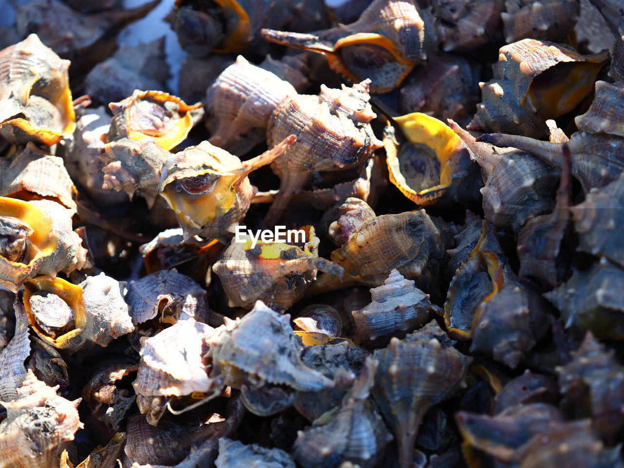 FULL FRAME SHOT OF DRY LEAVES ON FIELD