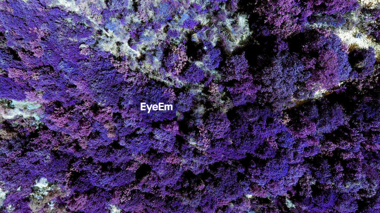 Aerial view of purple plants on landscape