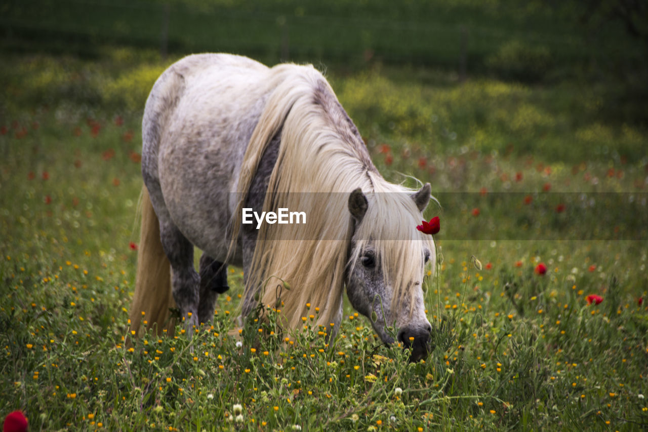 close-up of a horse on field