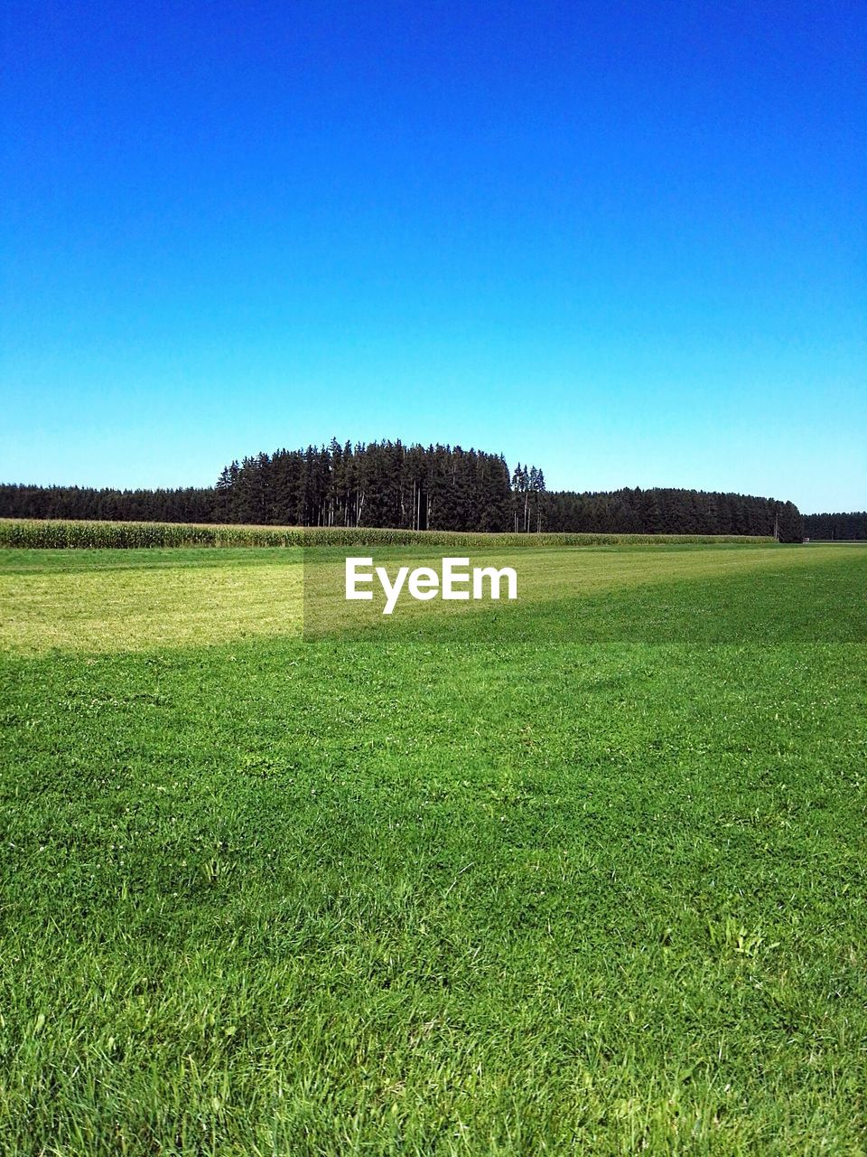 Scenic view of field against clear blue sky