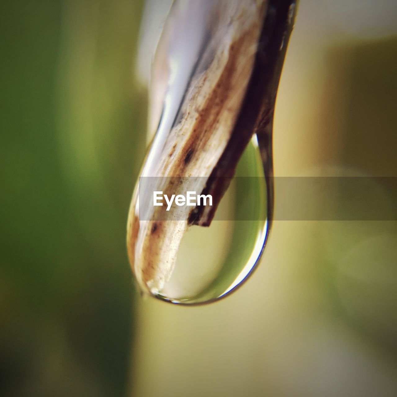 Close-up of water drop on twig