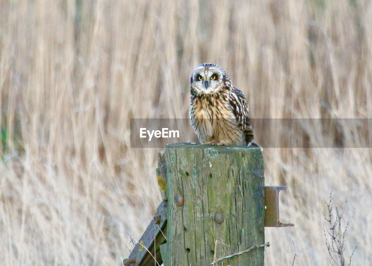 BIRD PERCHING ON WOODEN POST