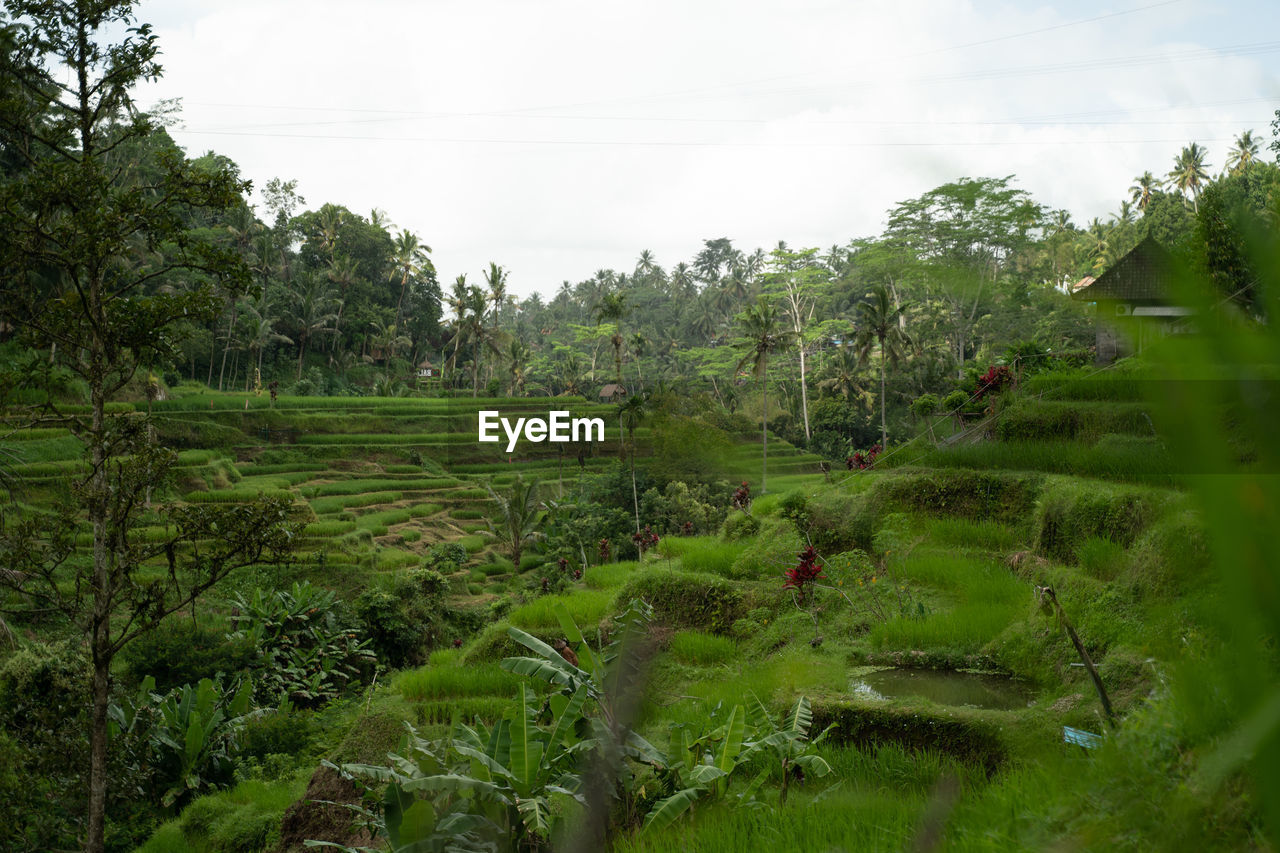 SCENIC VIEW OF RICE FIELD AGAINST SKY