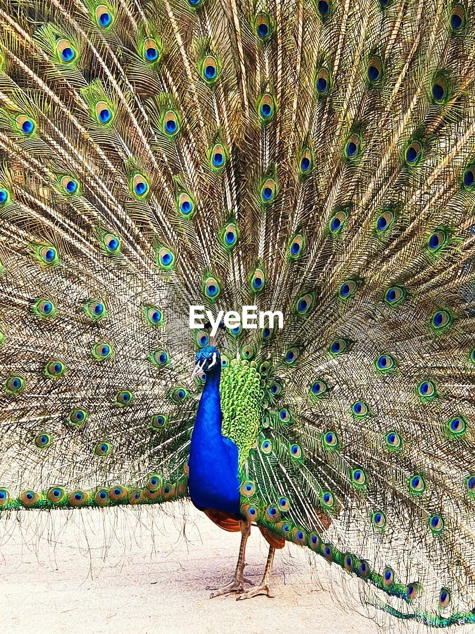 Peacock on a field