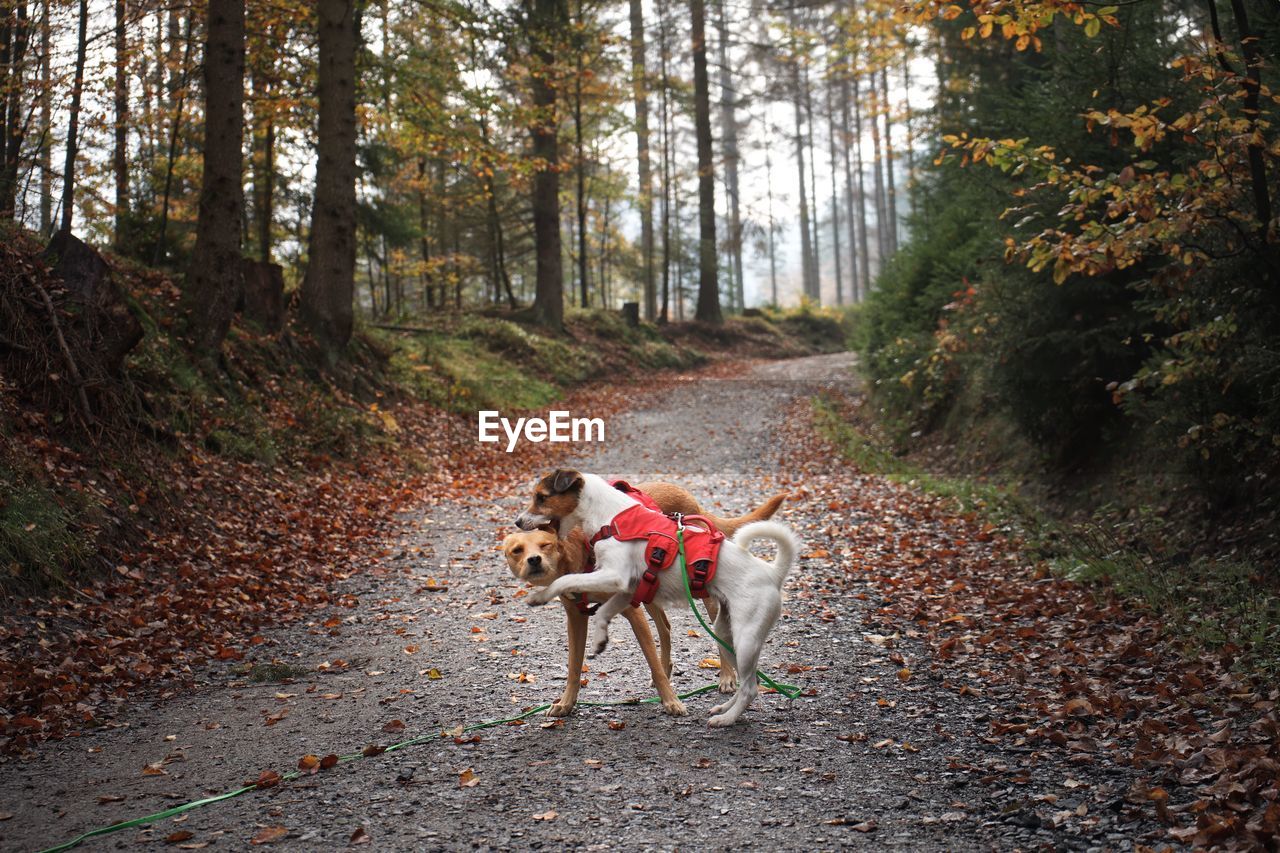 Dogs playing in forest