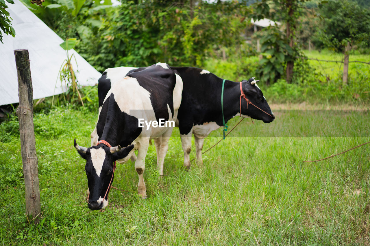 COW STANDING IN THE FIELD