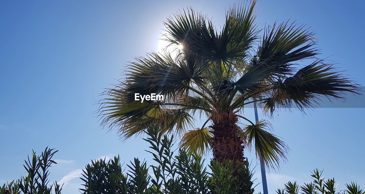 LOW ANGLE VIEW OF PALM TREE AGAINST BLUE SKY