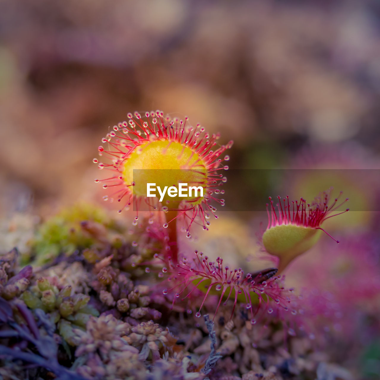 A beautiful sundew growing in the wetlands. sundew plant leaves. carnivorous plant.