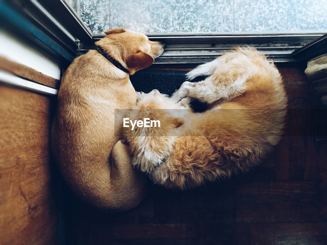Top view of two of dogs