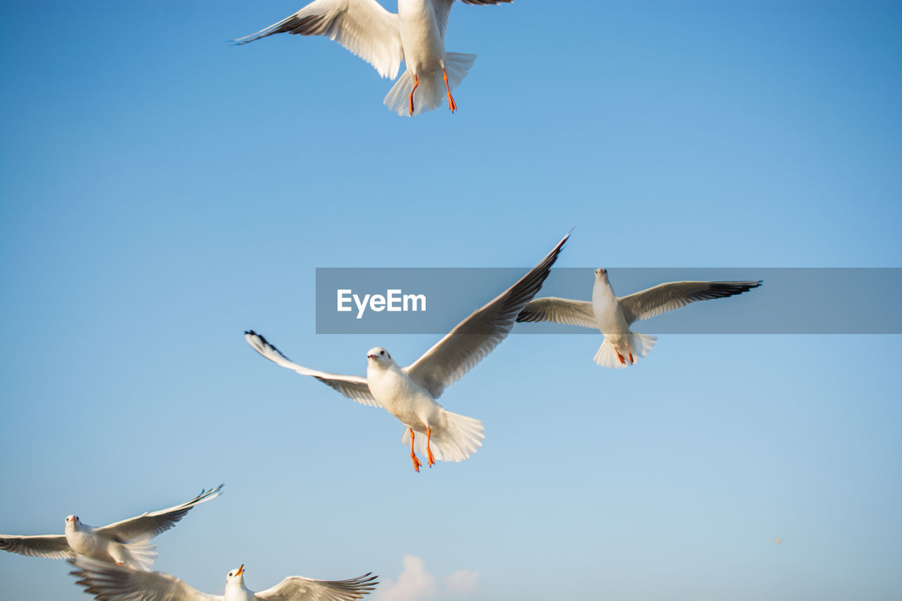 LOW ANGLE VIEW OF SEAGULLS FLYING AGAINST CLEAR SKY