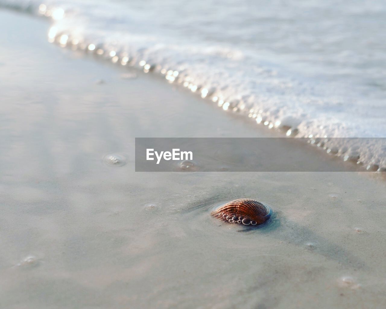 CLOSE-UP OF SHELL ON BEACH