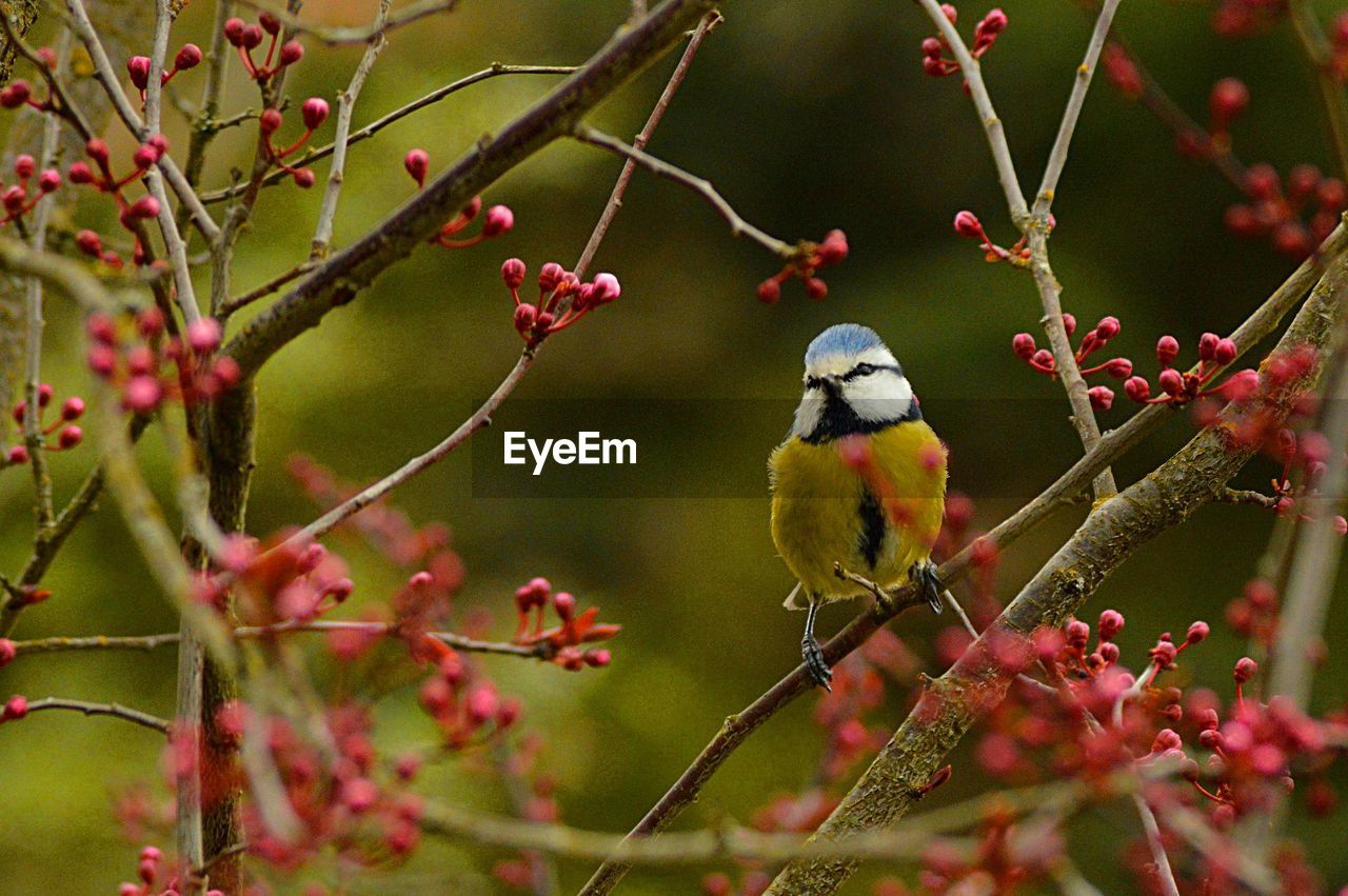 Close-up of blue tit perching on tree branch