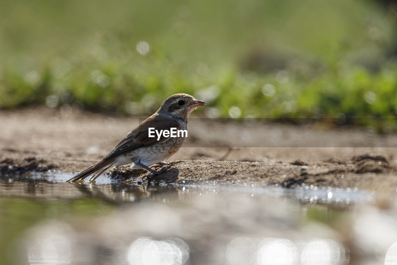 animal themes, animal, animal wildlife, bird, wildlife, nature, one animal, selective focus, water, surface level, beak, side view, close-up, reflection, songbird, no people, full length, grass, environment, perching, lake, outdoors, day, beauty in nature, sunbeam, copy space, portrait, plant, standing water, plain, sparrow, landscape, focus on foreground, branch, pattern