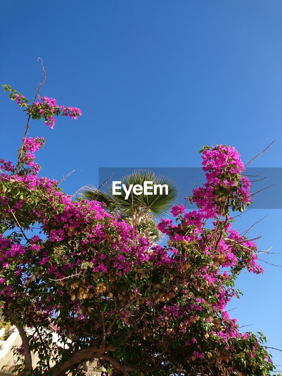 Low angle view of pink flowers blooming against clear sky