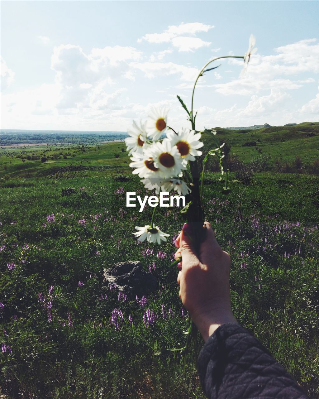 Hand holding flowers in field