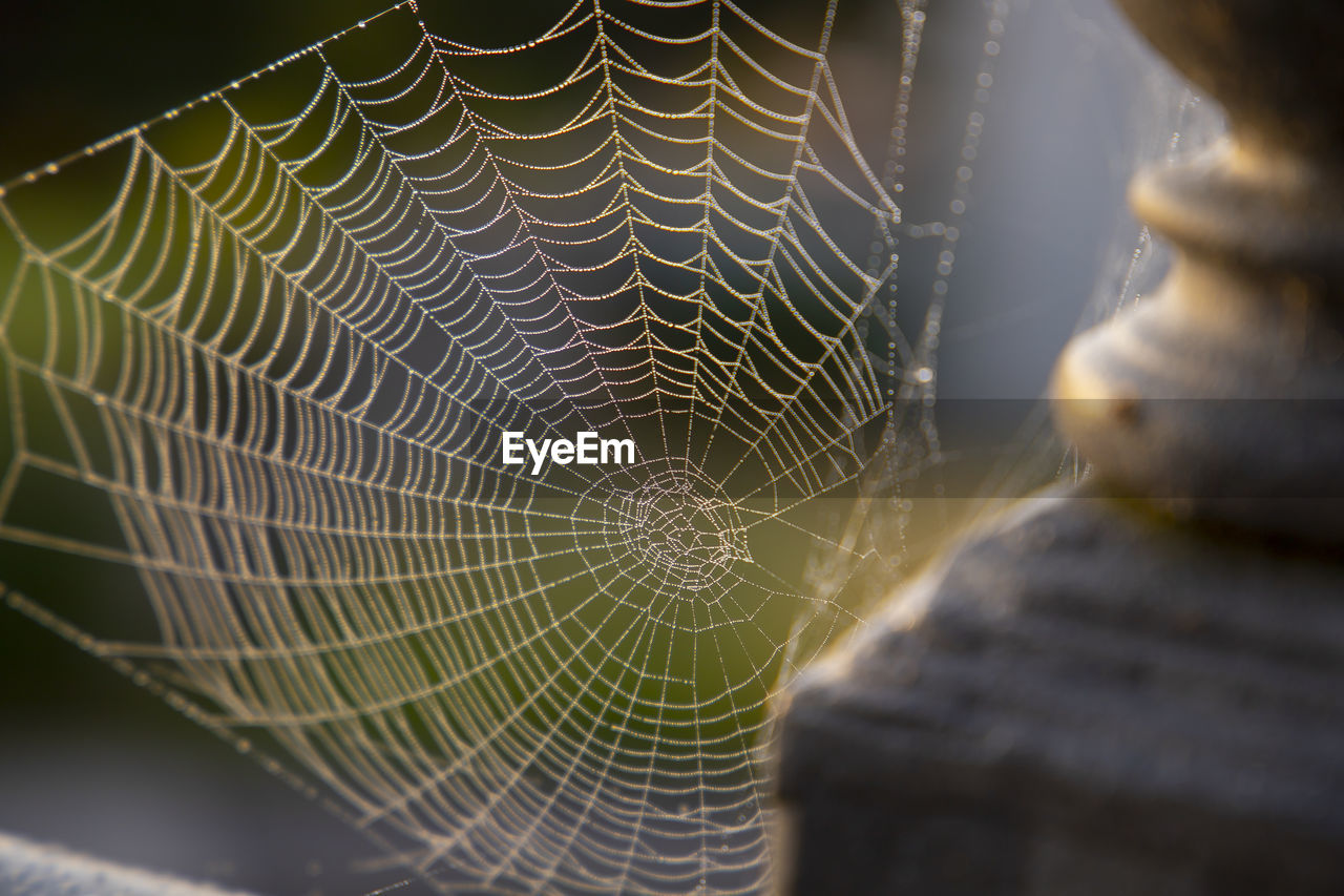 Close-up of spider web