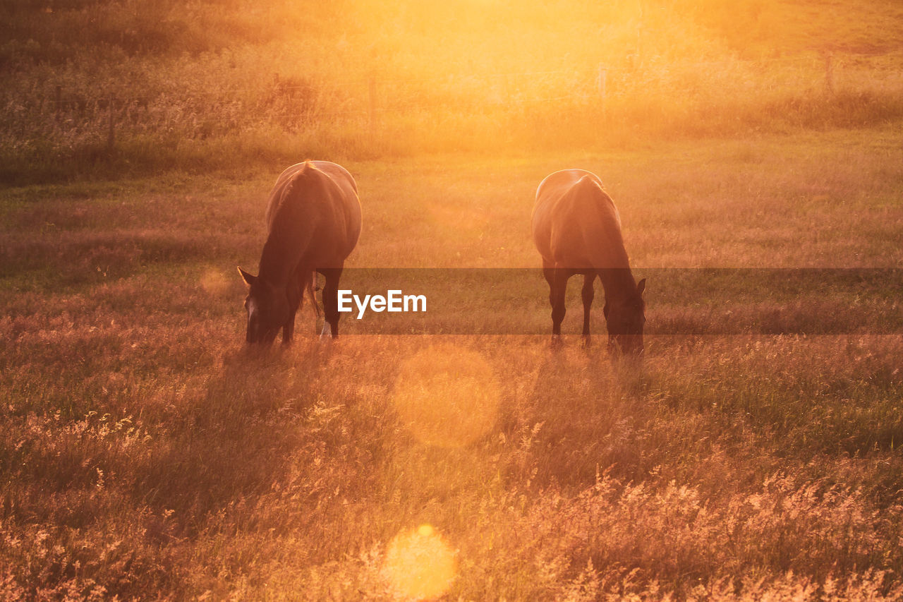 Horses grazing on grass during sunset