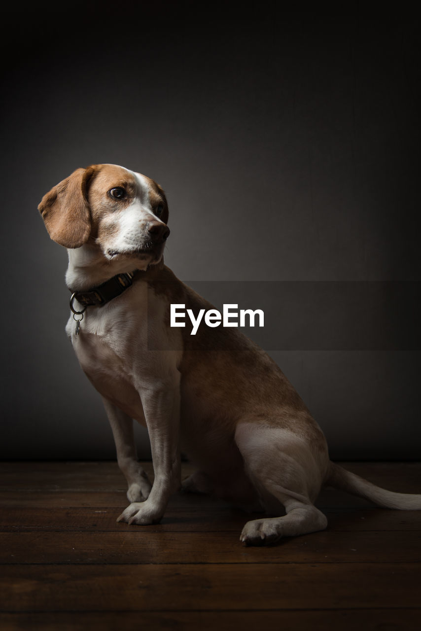 Dog sitting on hardwood floor at home