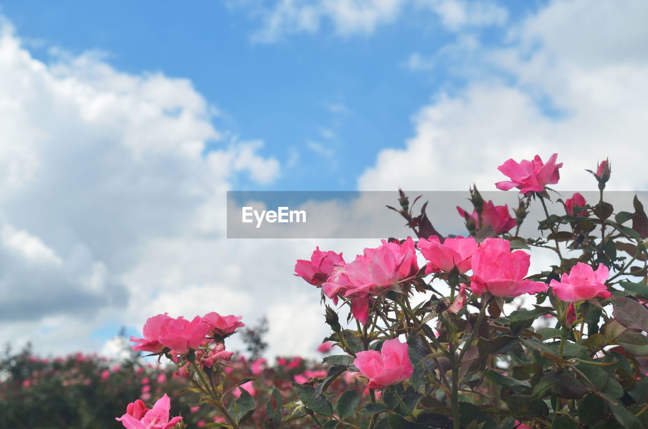 CLOSE-UP OF PINK FLOWERS AGAINST SKY