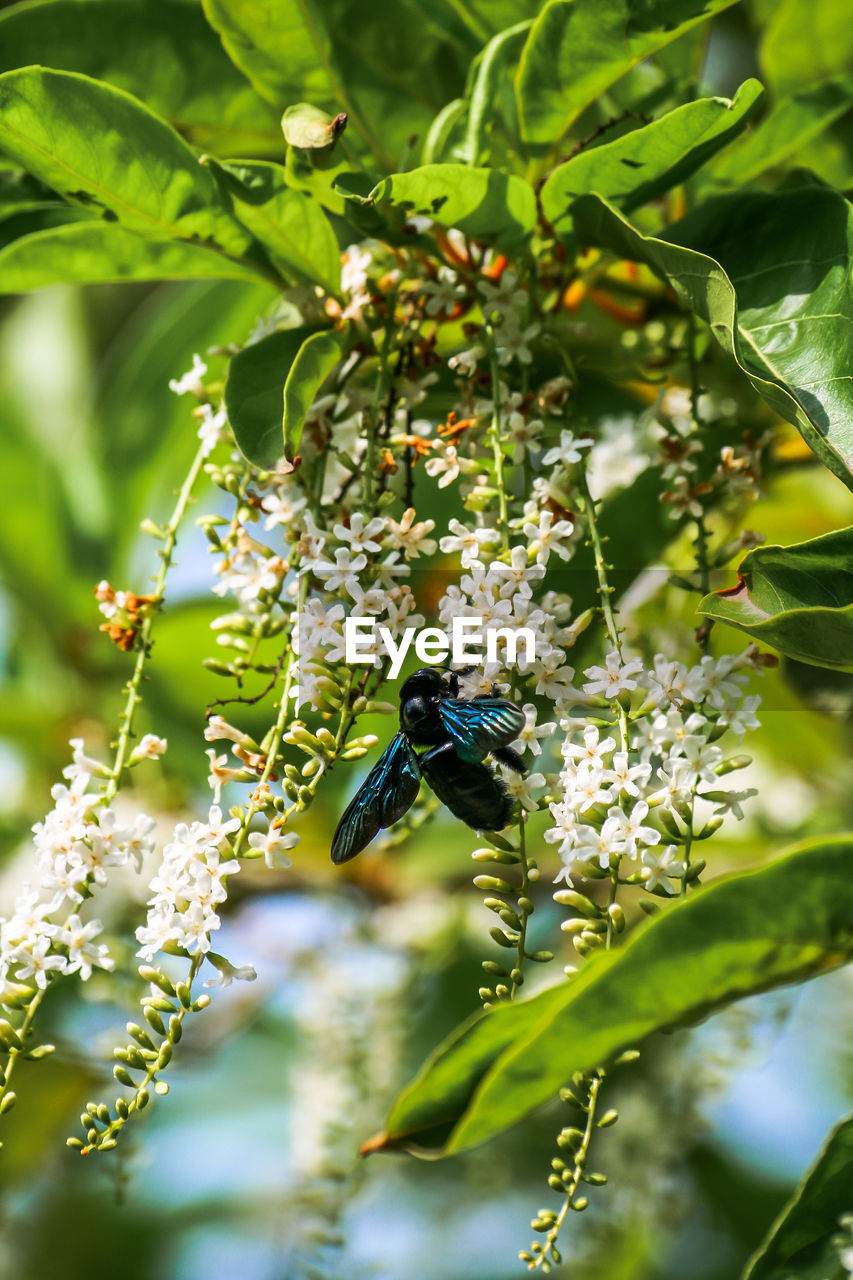 Low angle view of insect pollinating on flowers