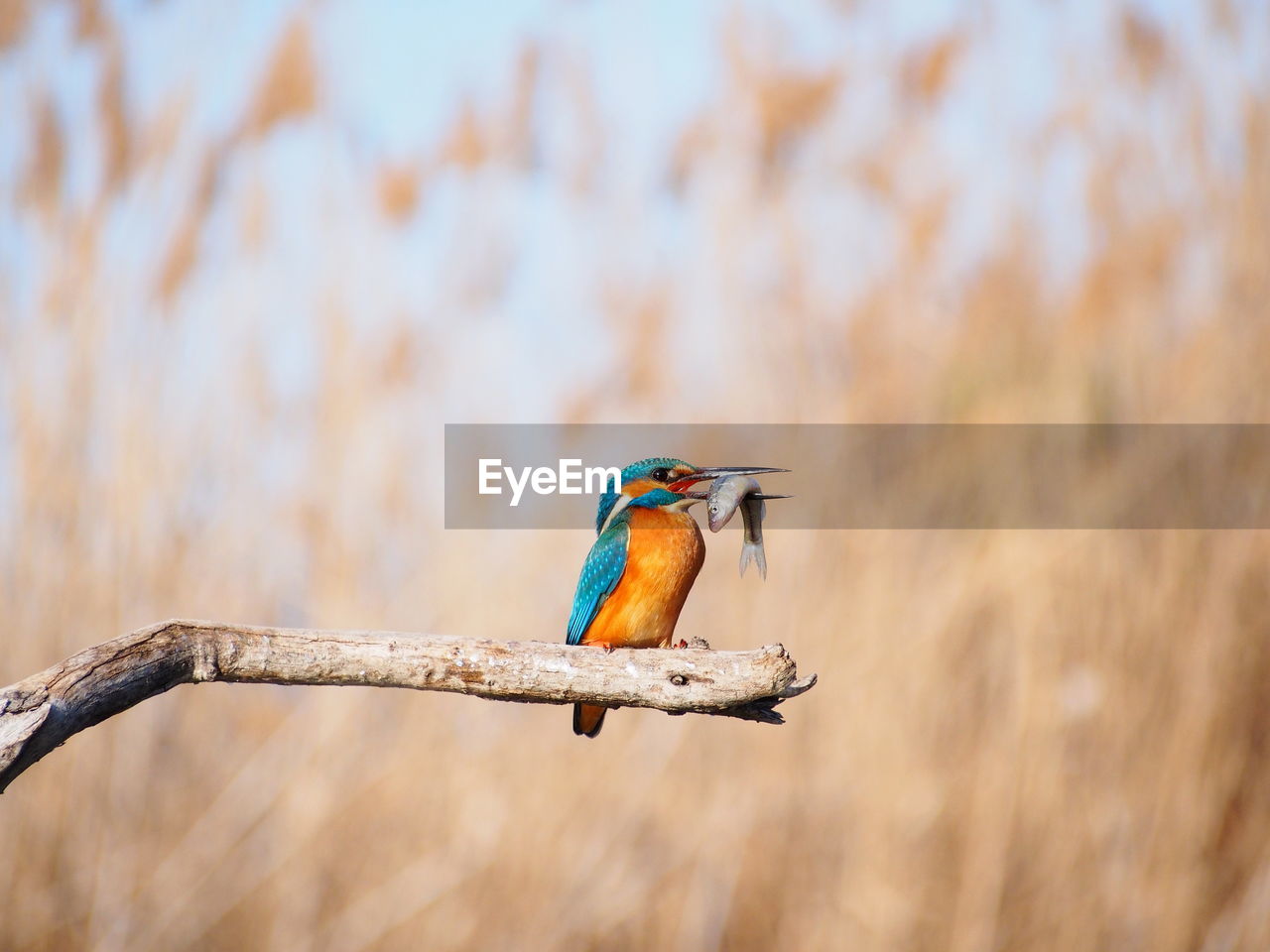 Close-up of bird perching on branch