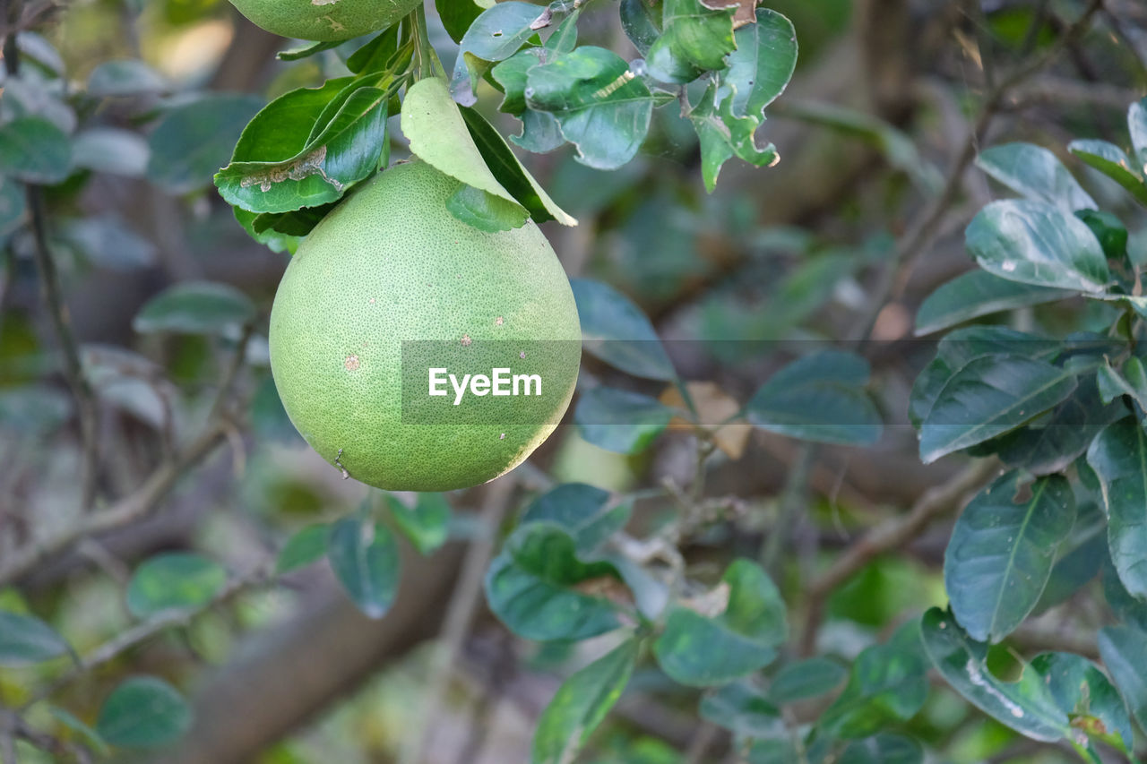 Close-up of fruits growing on tree