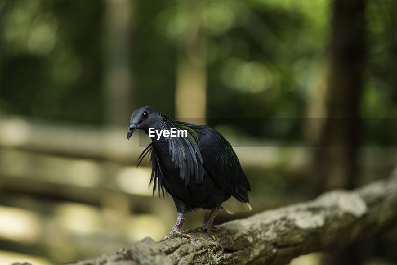 Close-up of bird perching on rock