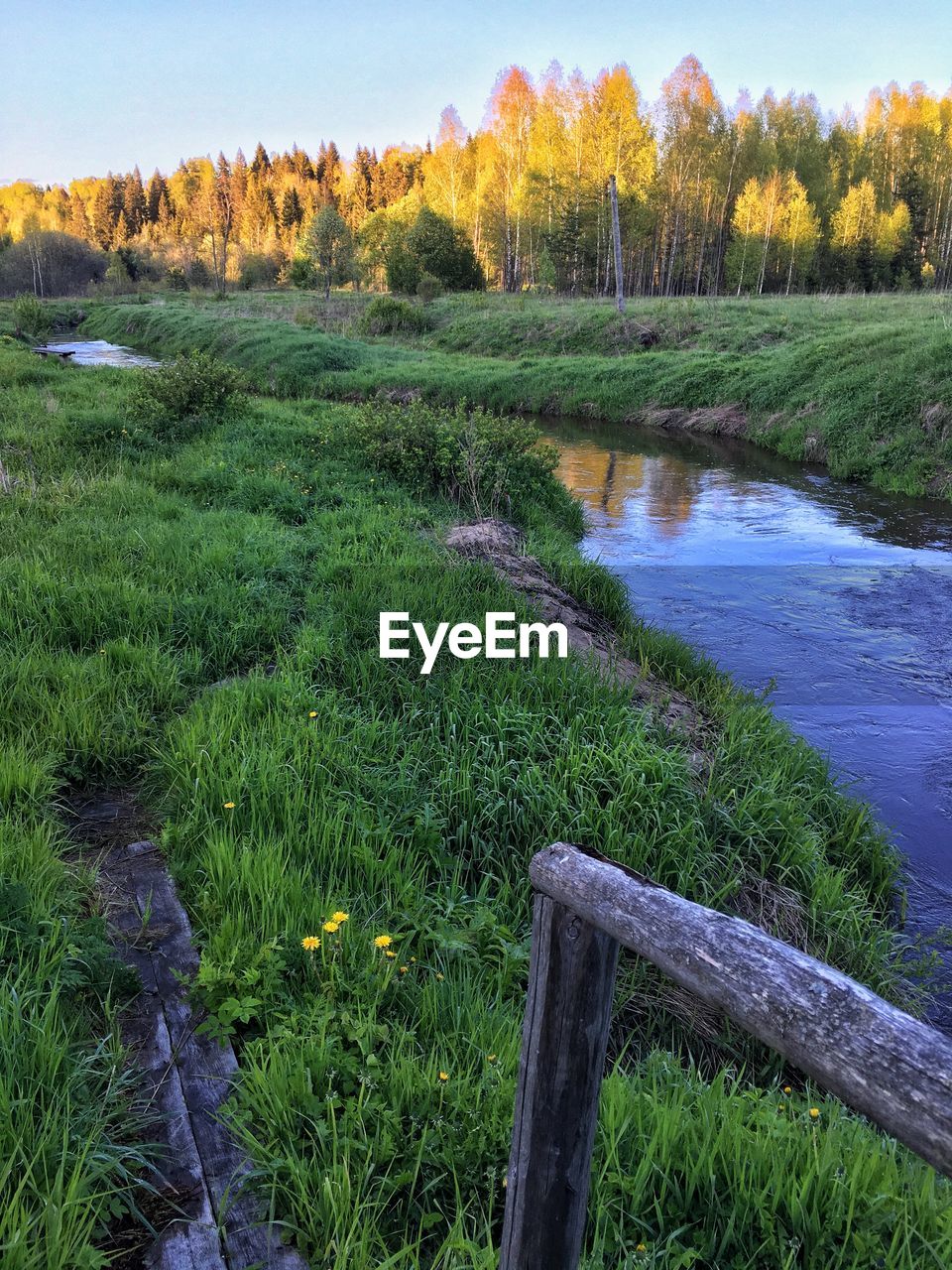 SCENIC VIEW OF FIELD BY TREES